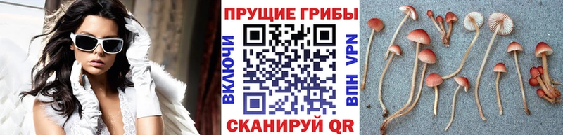 Псилоцибиновые грибы GOLDEN TEACHER  Билибино 